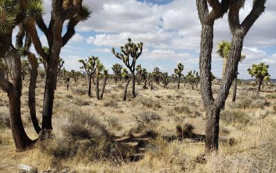 Spring Break 2021 – Part 4: Joshua Tree